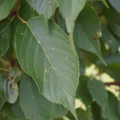 Prunus serrulata 'Fugenzo' (4)